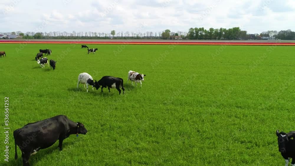 Milky cows grazing on the green pasture in the Netherlands. Milk production for dutch cheese. Idyllic landscape with wind farms, tulip fields. Holland cheese production. Milky cows grazing on the green pasture in the Netherlands. Milk production for dutch cheese. Idyllic landscape with wind farms, tulip fields. Holland cheese production.