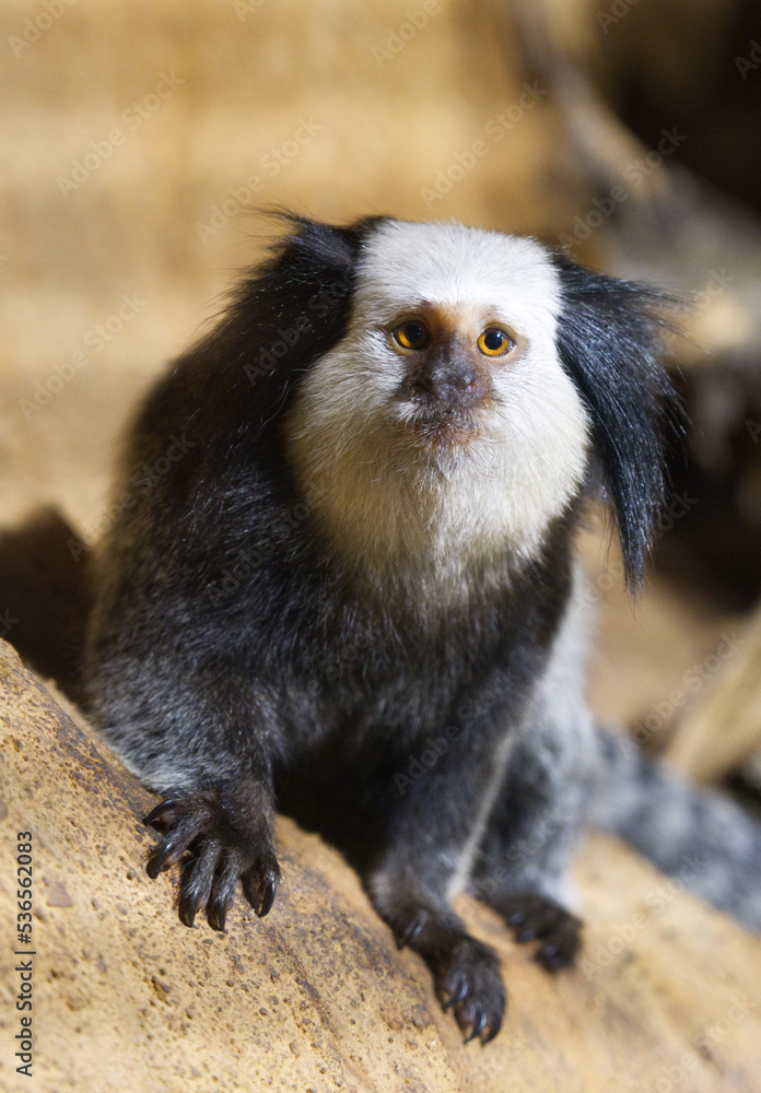 White-fronted Marmoset the small monkey from South America affected by deforestation White-fronted Marmoset the small monkey from South America affected by deforestation
