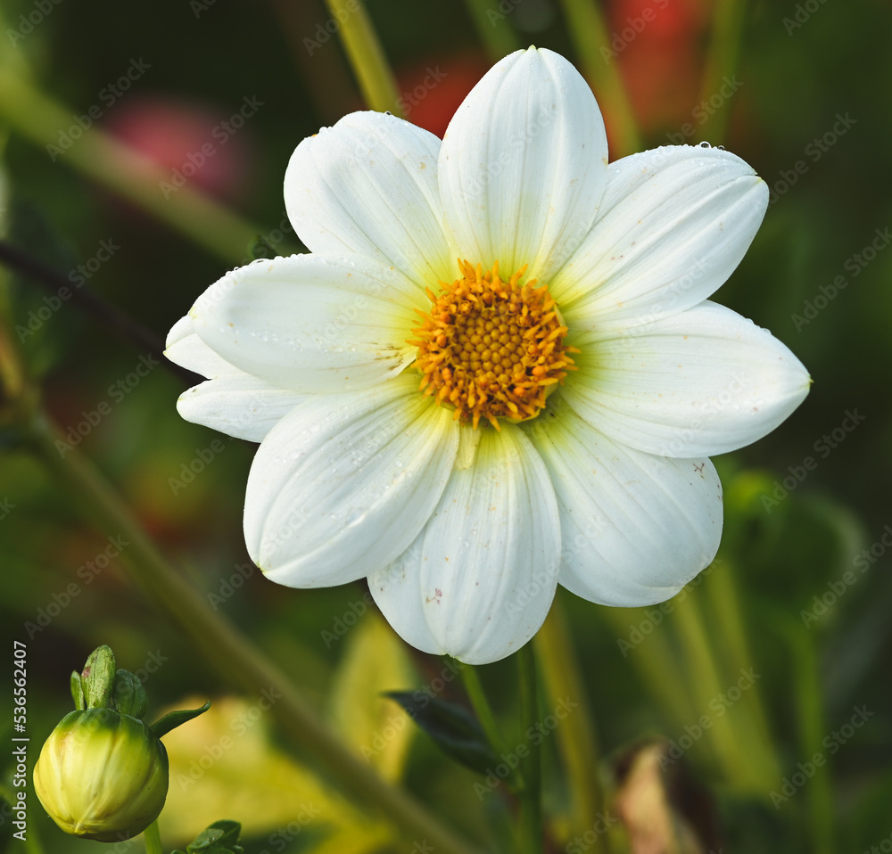 Obraz premium Beautiful close-up of a white dahlia