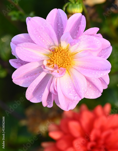 Beautiful close-up of a decorative dahlia flower