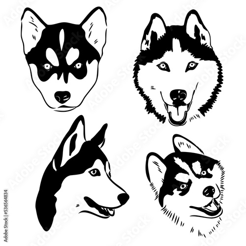 Husky dog portrait vector illustration husky vector
