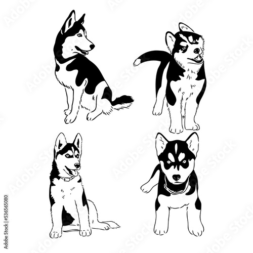 Husky dog portrait vector illustration husky vector