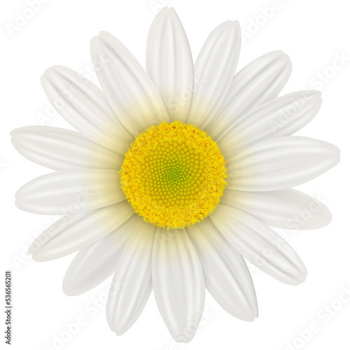 Daisy, flower isolated, 3d realistic illustration.