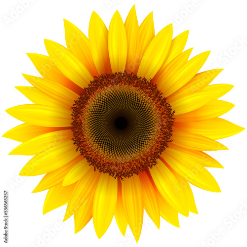 Fototapeta Naklejka Na Ścianę i Meble -  Sunflower flower isolated, 3D icon illustration