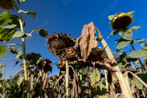 Sunflower field with faded flowers in late summer