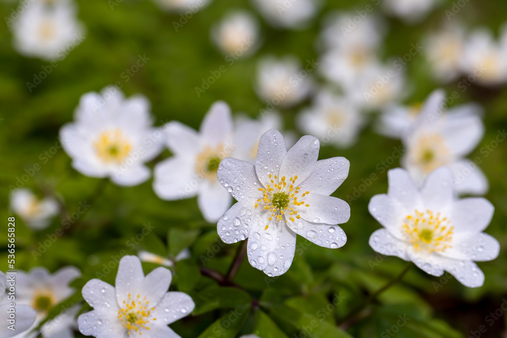 spring white flowers sprouting in the forest spring white flowers sprouting in the forest