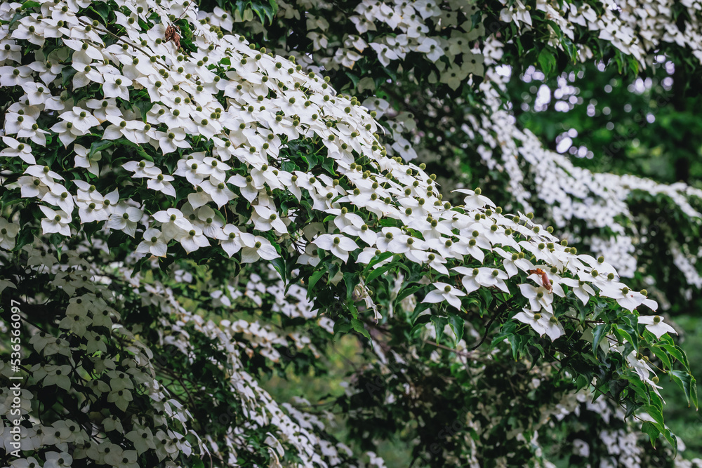 Flowers of Cornus kousa small deciduous tree Flowers of Cornus kousa small deciduous tree