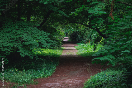 Alley in Arboretum of the Warsaw University of Life Sciences  Rogow village in Poland