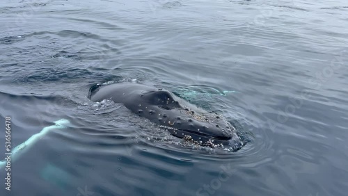 Extremely close encounter with a curious humpback whale calf while navigating on the iceberg filled waters of Disko Bay, Ilulissat, Western Greenland- Real Time Version