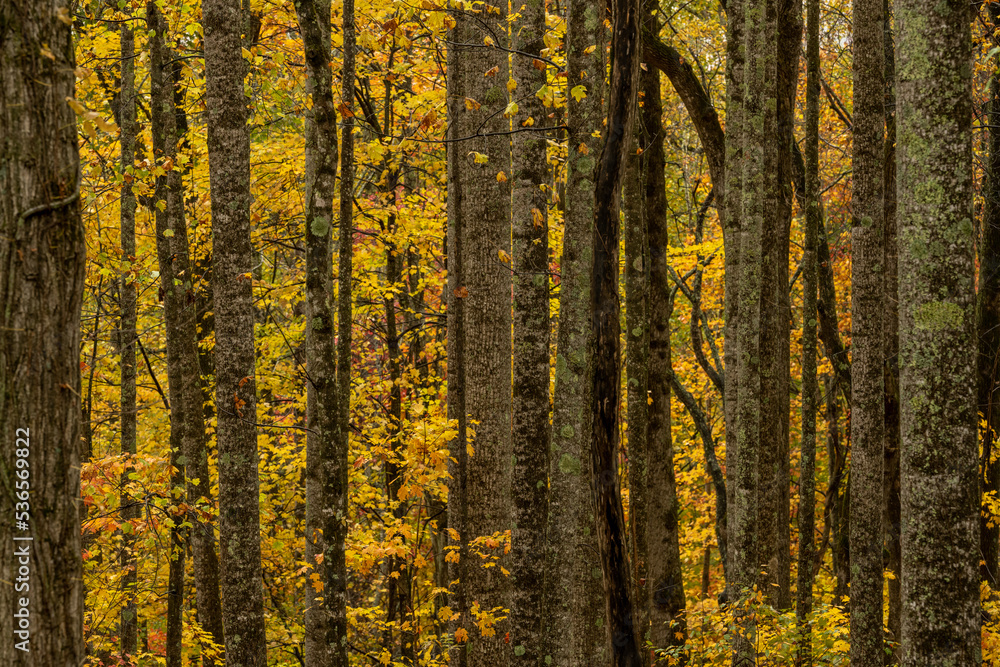 Tree Trunks Stand Tall In Autumn Tree Trunks Stand Tall In Autumn