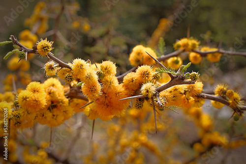 Espinillo en flor