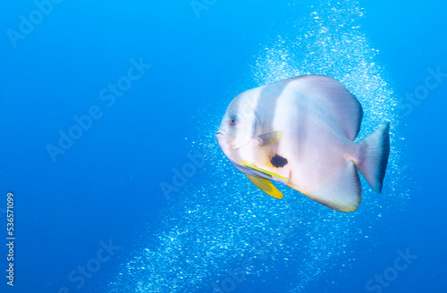 A fish under the sea