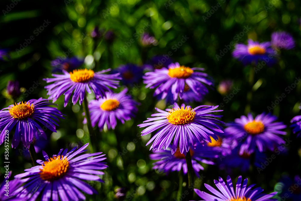 Fototapeta premium Purple flowers of Italian Asters