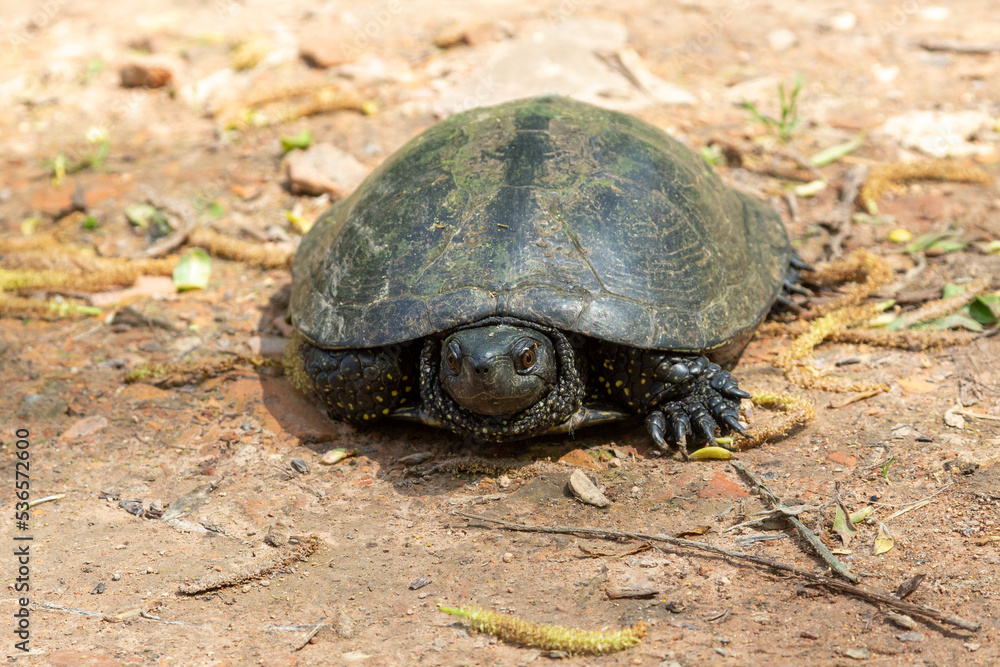 European terrapin Emys orbicularis, close-up European terrapin Emys orbicularis, close-up