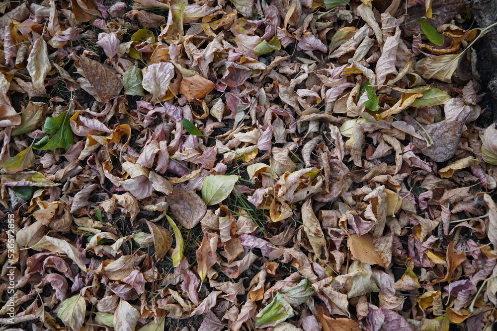 many fallen leaves of different colors