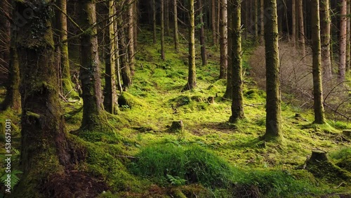 Wallpaper Mural Amazing lights at the Ards Forest Park in County Donegal, Ireland Torontodigital.ca