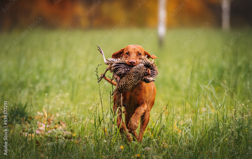 Hungarian Vizsla running in a field with hunted down fassan in its mouth
