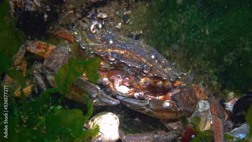 Nutrition of Green crab (Carcinus aestuarii), eating another species of crab, which caught at the bottom. Black Sea photo