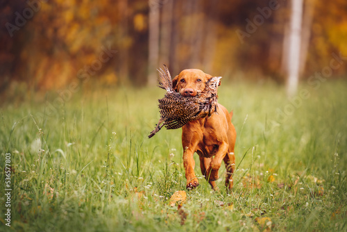 Quadro em tela Pure breed Hungarian Vizsla dog retrieving a hunted down fassan bird in a field