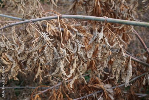 dry orange leaves on a felled tree branch photo