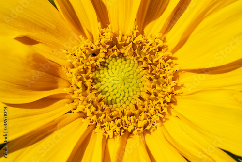 Sunflower flower core close-up