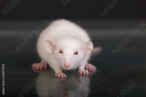 portrait of a baby domestic rat closeup