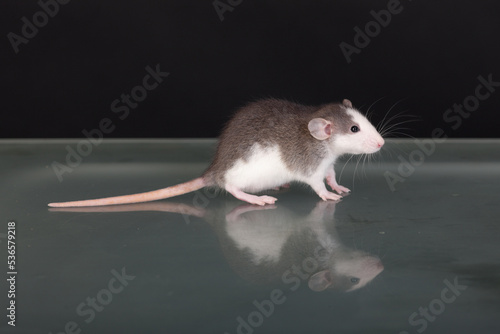 baby rat on a glass table