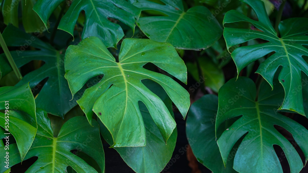 Wild Growing Hawaii Monstera Plant Wild Growing Hawaii Monstera Plant