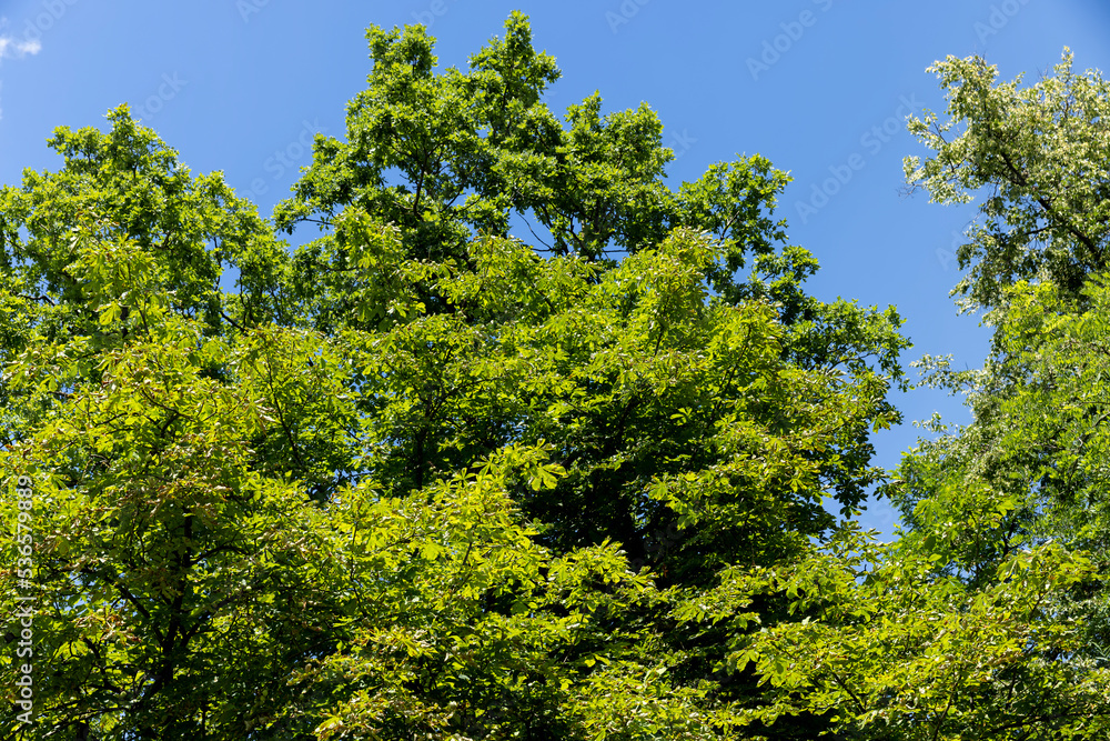 Trees growing in the forest in the summer