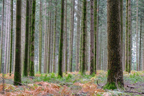 Pine forest with straight, moss-covered trunks in soft colours on a misty autumn morning. The forest floor is covered with dying ferns 