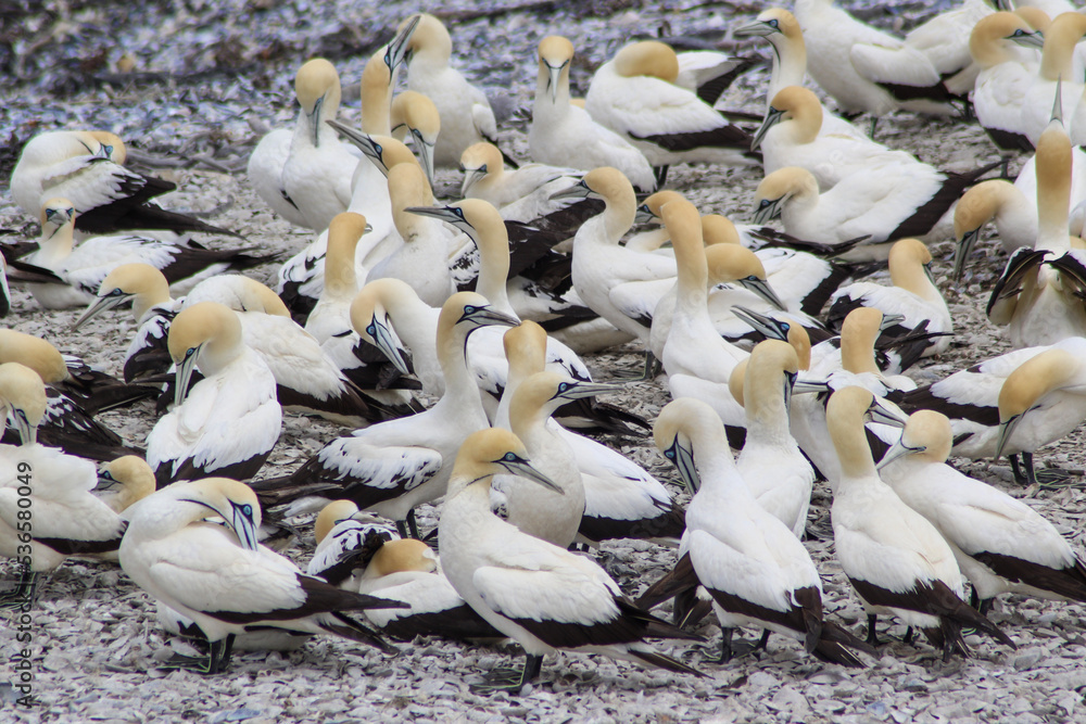 close up of group of cape gannets close up of group of cape gannets