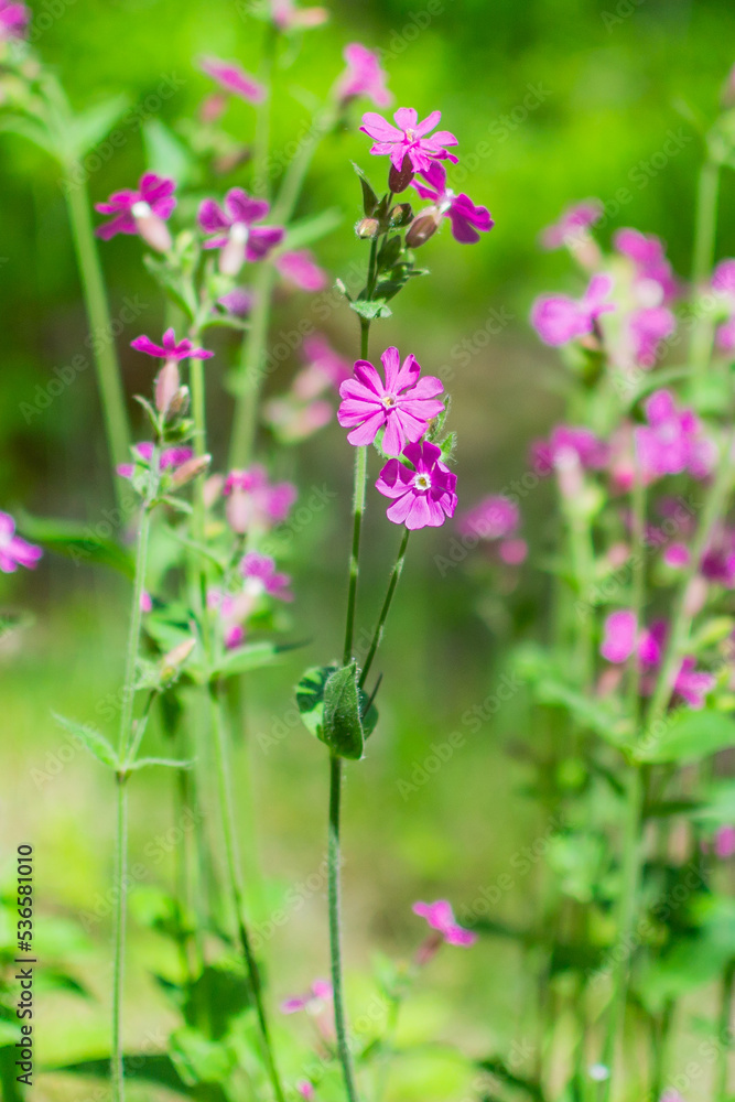 pink flowers in the garden pink flowers in the garden