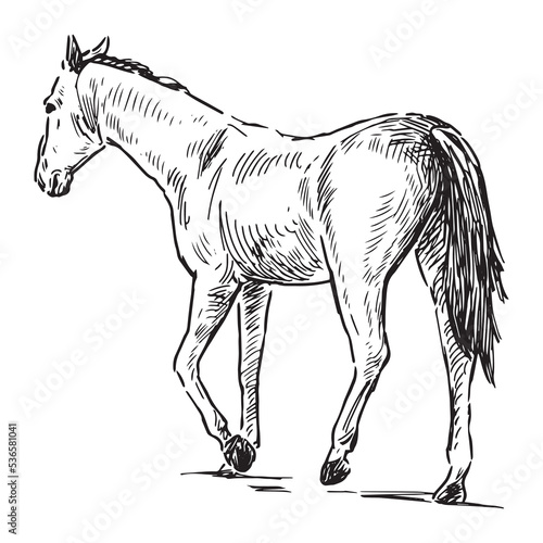 Hand drawing of purebred horse walking