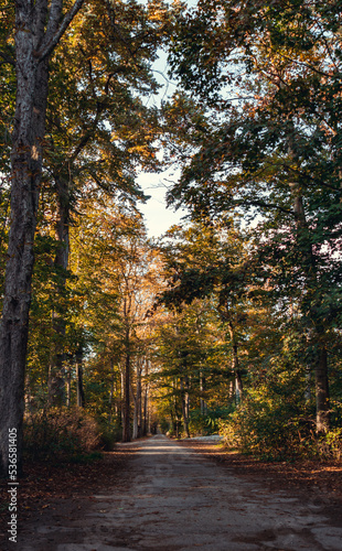 autumn in the forest october day