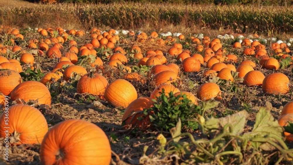 Large orange pumpkins against the sun at the Autumn farm panning. Panorama of landscape at fall and season holidays. Thanksgiving family day and Halloween celebration at golden hour. Large orange pumpkins against the sun at the Autumn farm panning. Panorama of landscape at fall and season holidays. Thanksgiving family day and Halloween celebration at golden hour.