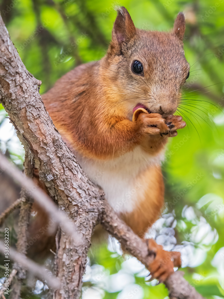 The squirrel with nut sits on a branches in the spring or summer. The squirrel with nut sits on a branches in the spring or summer.