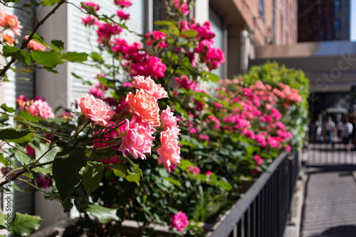 Beautiful Pink Rose Bush along a Sidewalk in Greenwich Village of New York City during Spring © James