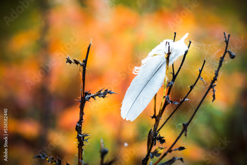 Weiße Feder in buntem Herbstlaub 3