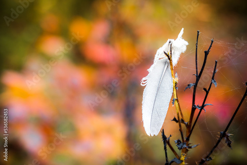 Weiße Feder in buntem Herbstlaub 2