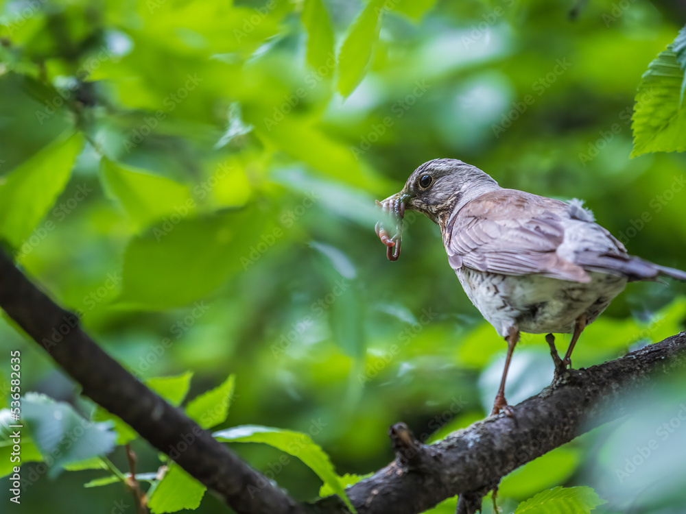 Fieldfare collects worms for its chicks. Fieldfare, Turdus pilaris. Bird sits on branch with beak full of worms.