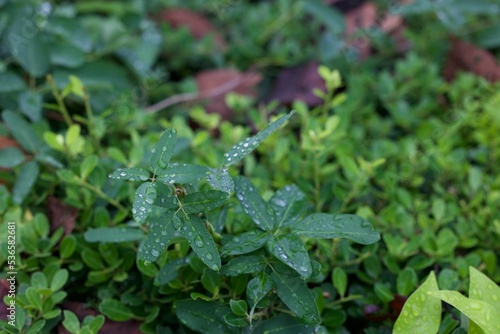 dew on the grass