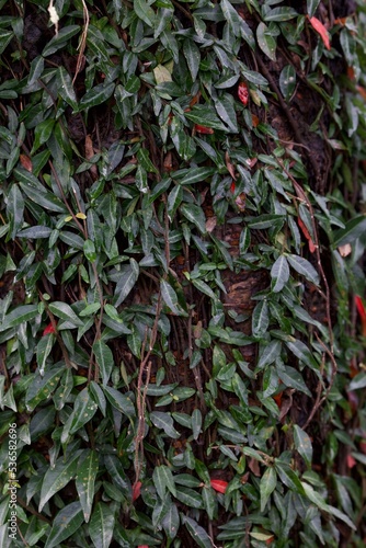 red pepper plant