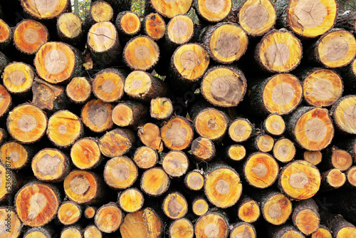 Wooden natural background. Log trunks pile, the logging timber forest wood industry. Wooden trunks timber harvesting. Web banner