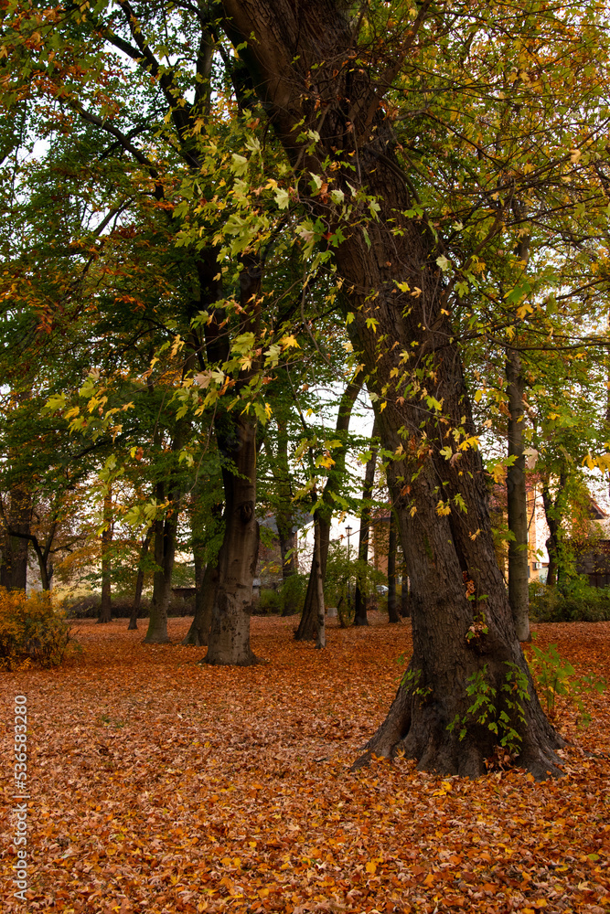 Autumn landscape. A path in the forest, park. Yellow, red, orange and brown leaves. Fall foliage during autumn season with warm sunlight.