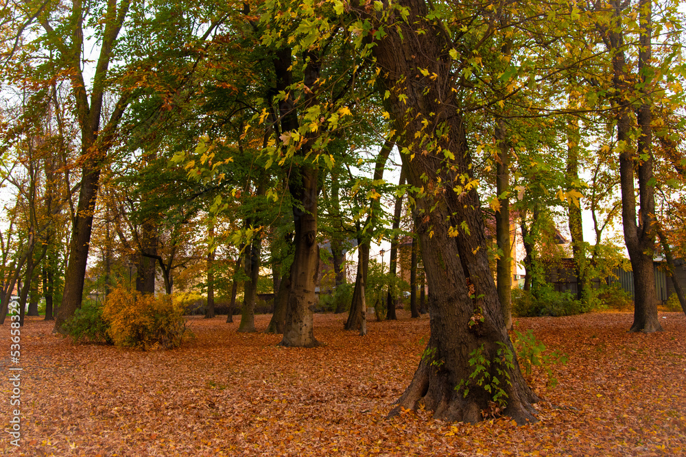 Autumn landscape. A path in the forest, park. Yellow, red, orange and brown leaves. Fall foliage during autumn season with warm sunlight.