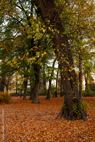 Obraz na płótnie Autumn landscape. A path in the forest, park. Yellow, red, orange and brown leaves. Fall foliage during autumn season with warm sunlight. w salonie