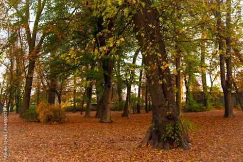 Obraz na płótnie Autumn landscape. A path in the forest, park. Yellow, red, orange and brown leaves. Fall foliage during autumn season with warm sunlight. w salonie