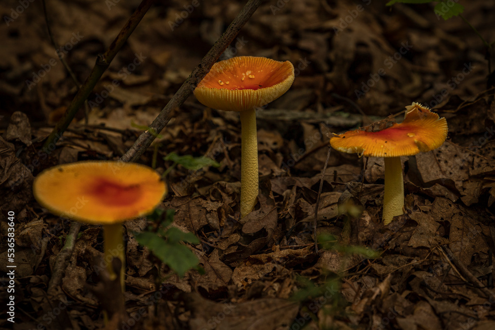 Wild mushrooms on the forest floor Wild mushrooms on the forest floor