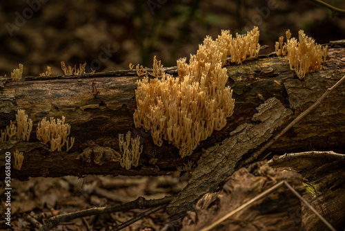 Coral mushrooms on a log