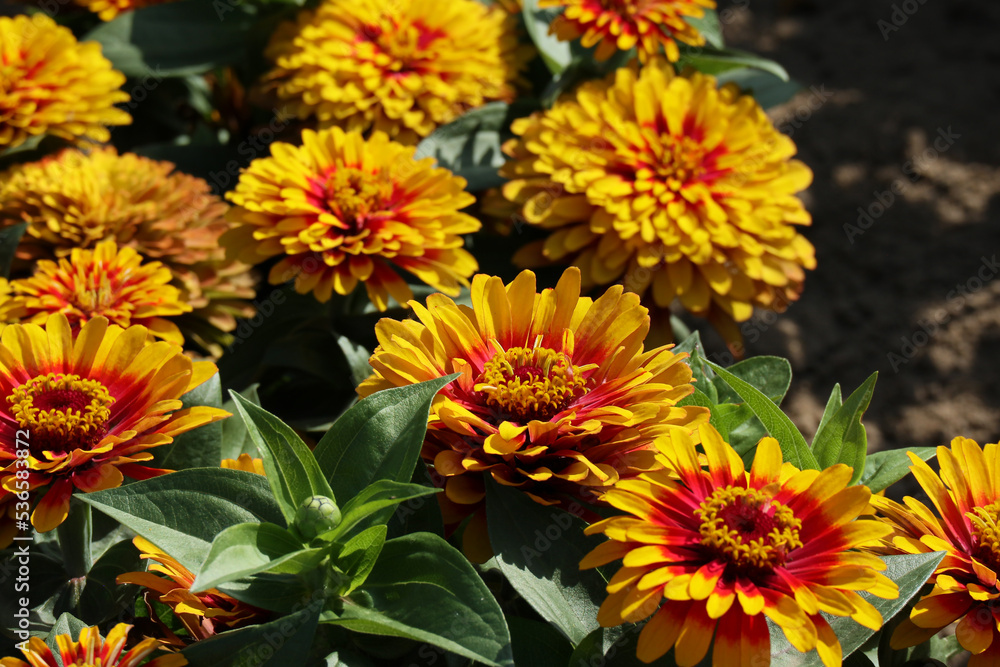 Zinnia swizzle scarlet and yellow with eye-catching, fully double, yellow and red bicolor flowers Zinnia swizzle scarlet and yellow with eye-catching, fully double, yellow and red bicolor flowers
